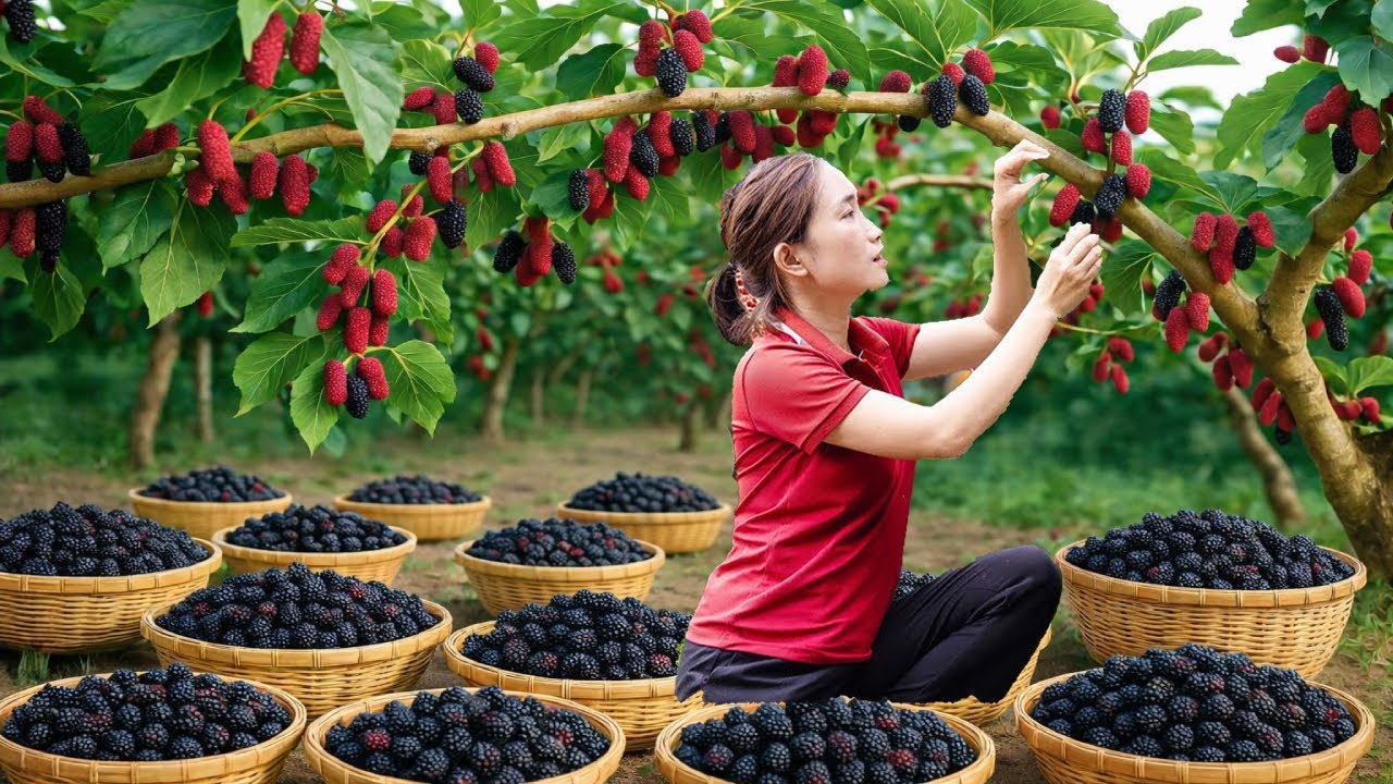 Harvesting +1000kg Unique Juicy Mulberry, Soak in Rock Sugar | Ancient Medicine for Health