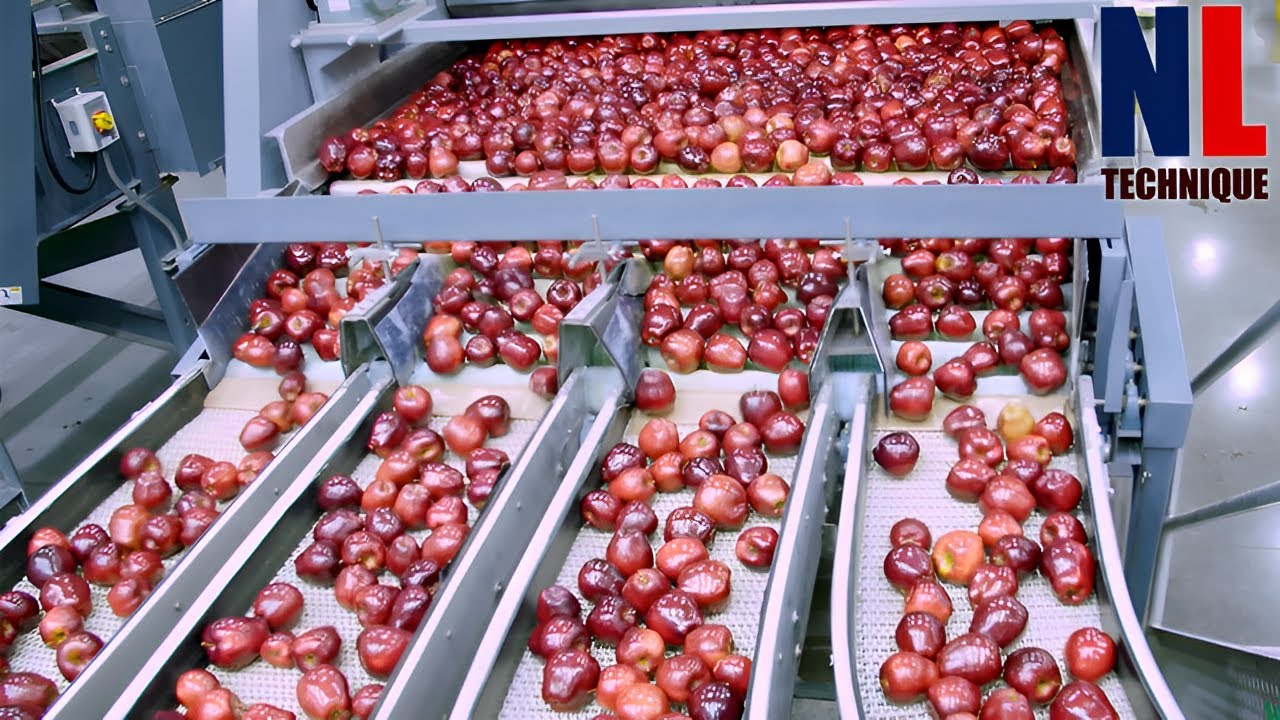 How Farmer Harvest Millions of Apples - Amazing Apple Processing Line With Modern Technology