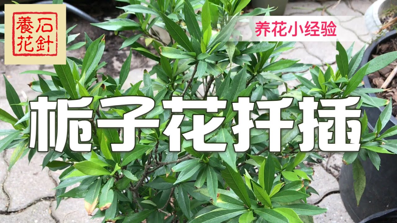 栀子花扦插 - 很容易生根