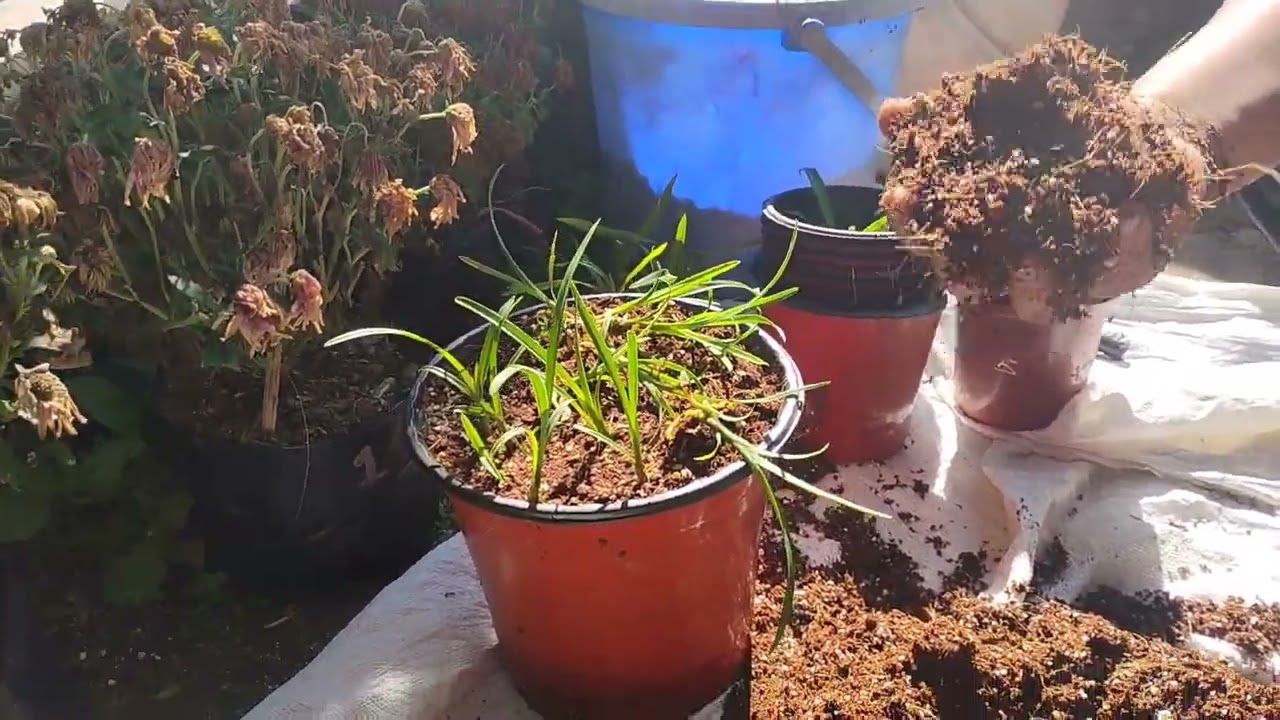 Reporting cymbidium seedlings winters 🥶🥶🥶 would it survive ??? 