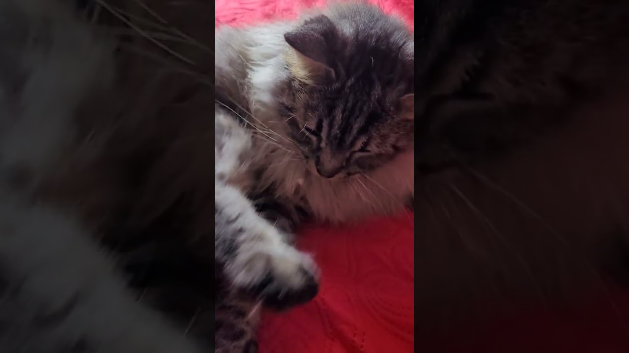 Cute cat #cats #gatos #cats_and_fun44 #shorts