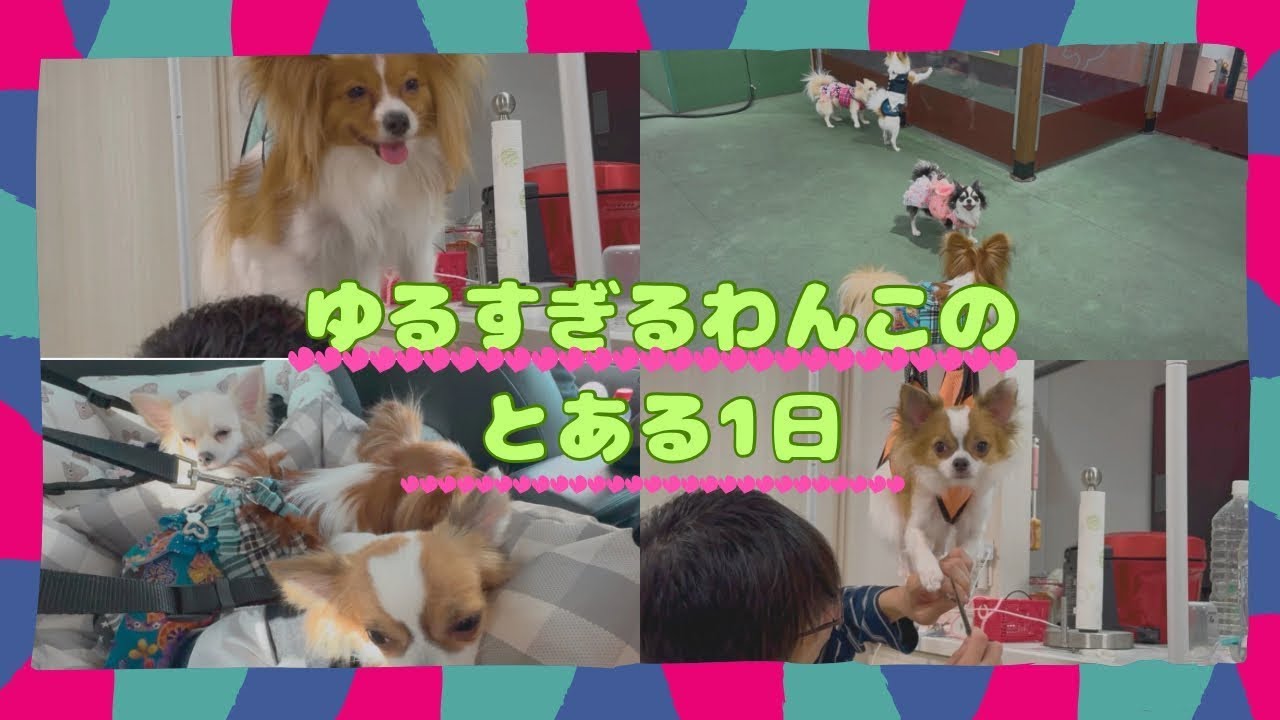 4匹いると1日はこうなります。ゆるすぎる日常VLOG🐶