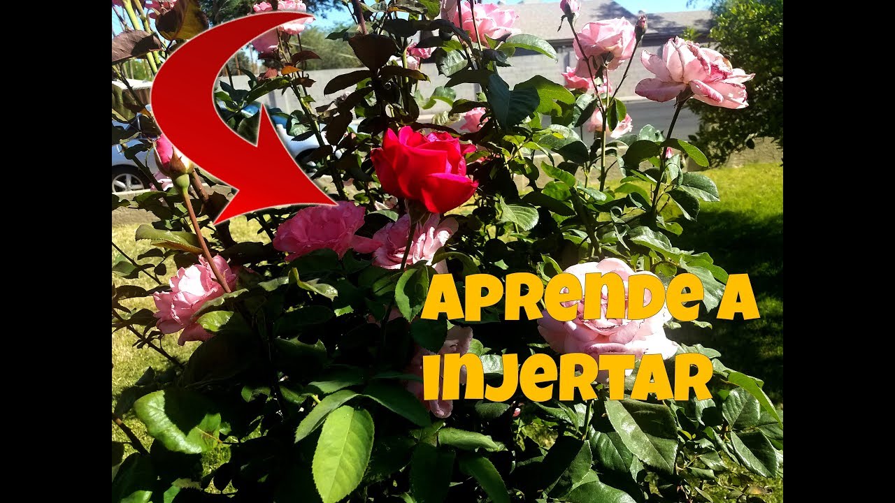 Como Injertar Diferentes Colores de Rosas en Un Solo Rosal