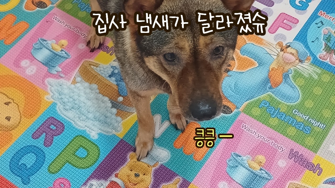 초코의 퇴원! 고양이들의 방석 쟁탈전까지~!! Dog's Nose Can't Be Fooled! Why Did Su Reject the Snack? #개코는못속여 #DogsNose