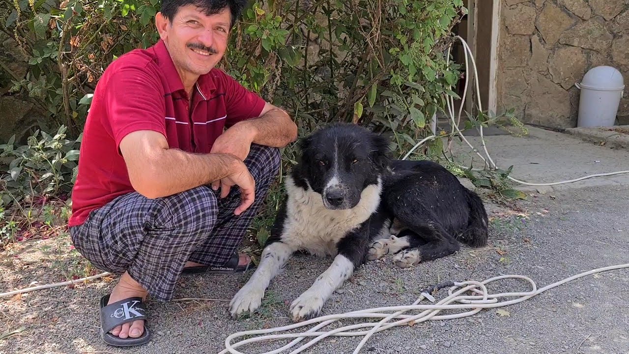 Гара Гаплан он же чёрный Тигр!