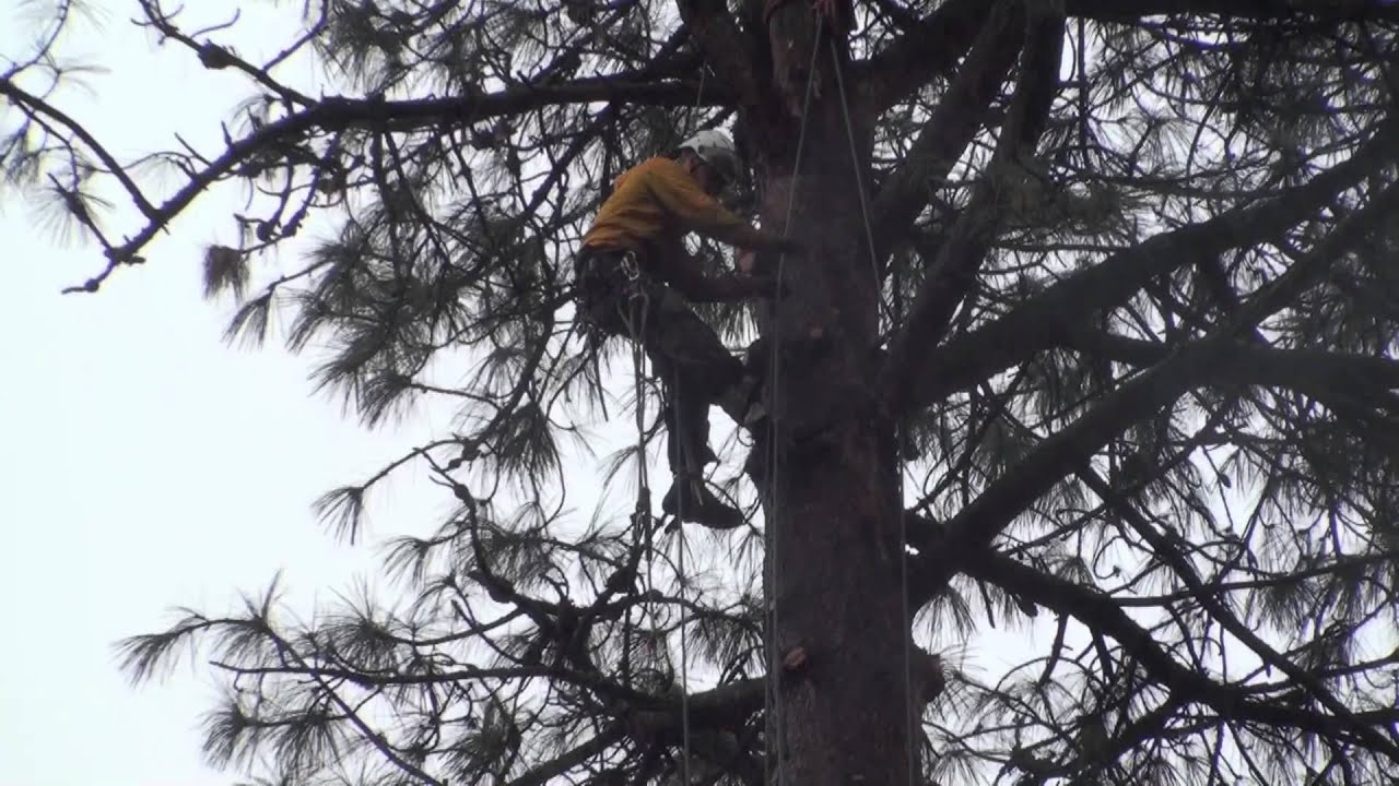 Pine Tree Removal  Part 2