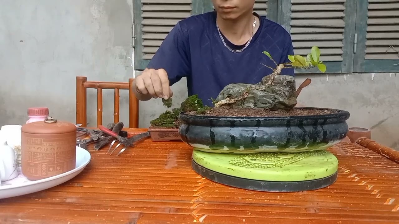 làm cây mini vậy có ai chơi ko #bonsai #bonsaitihon #bonsaitree #caycanh 