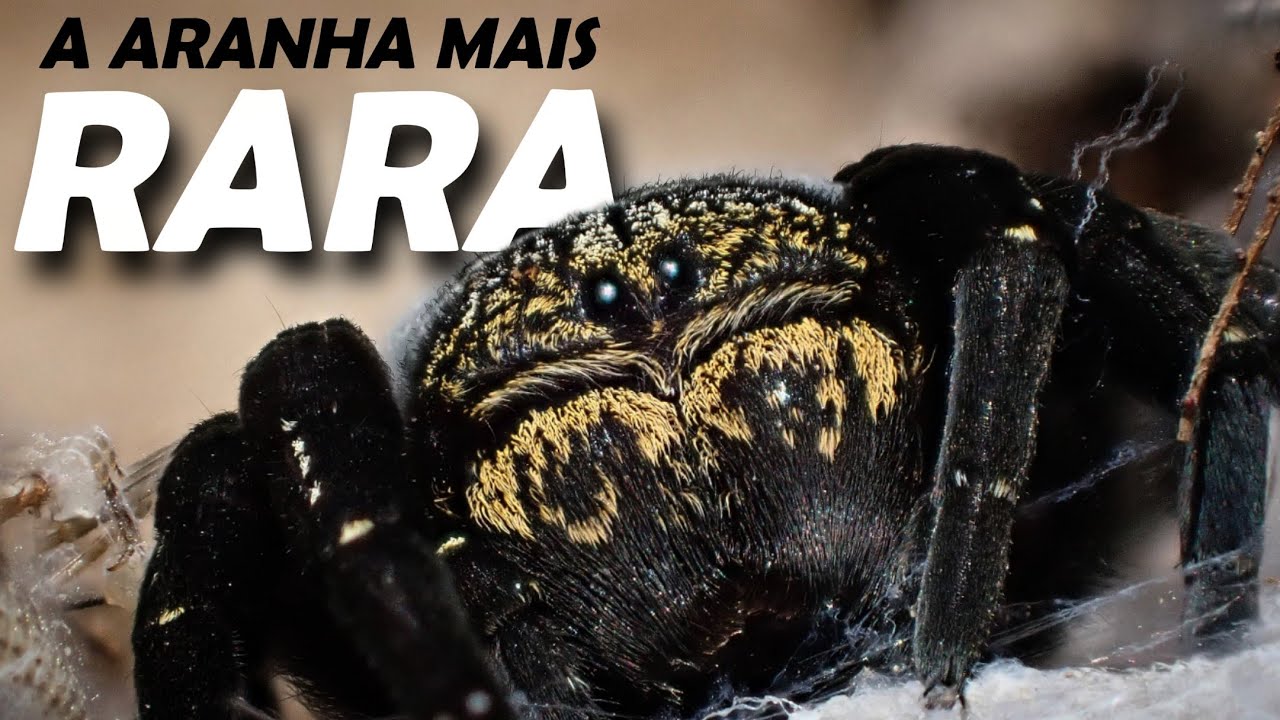 Eresus sedilotti: Em busca de uma das ARANHAS mais RARAS de PORTUGAL | Documentário Wild Lusitania