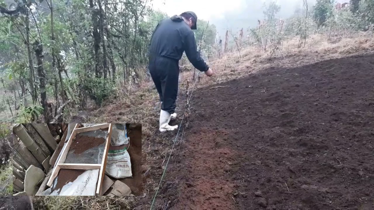 Parcela didáctica - Festuca arundinacea- Cristhian Chávez - UEB - MV 