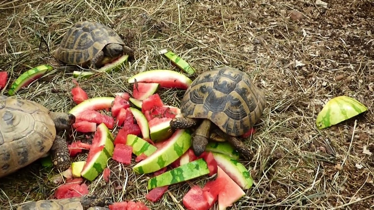 Chov želvy zelenavé (Testudo hermanni)