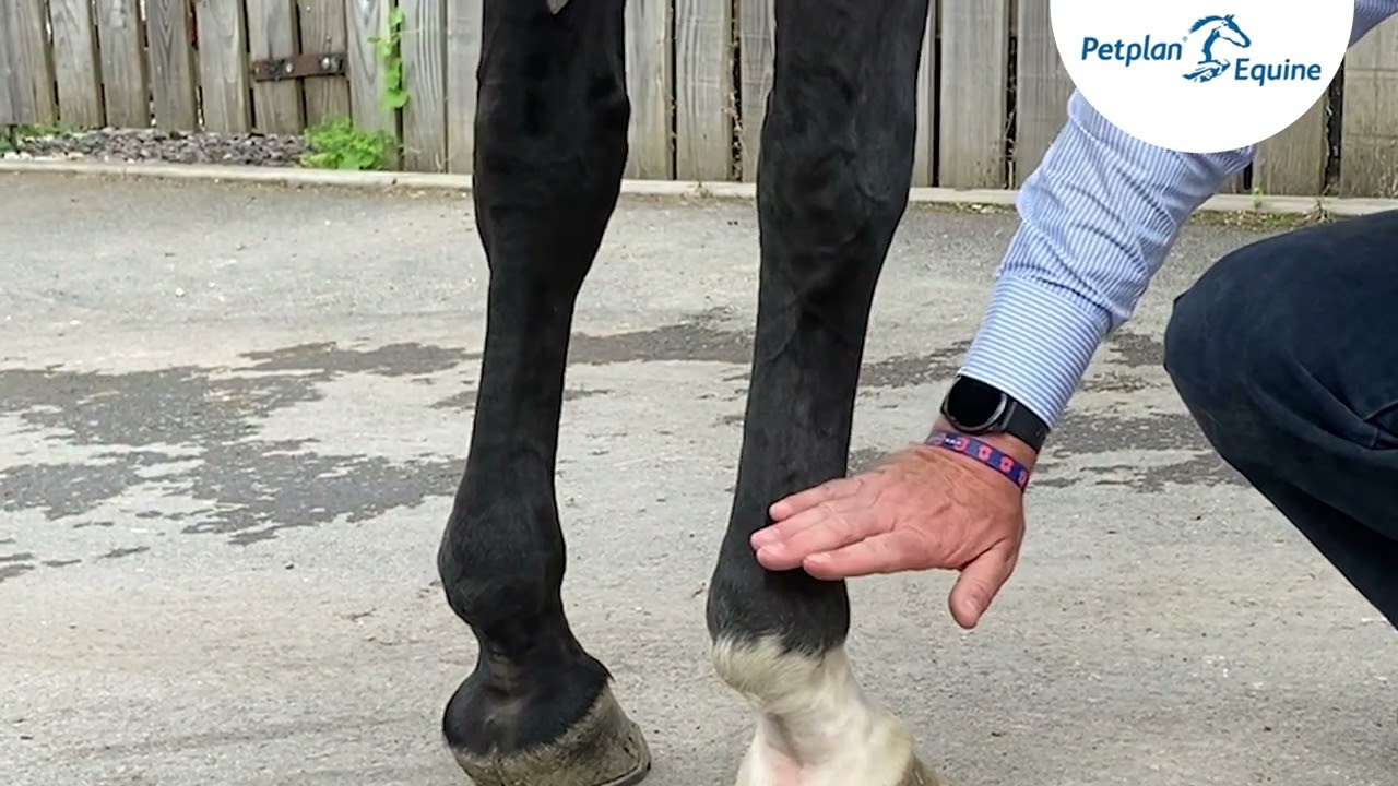 Petplan Equine, Vet Advice - Nerve Blocking