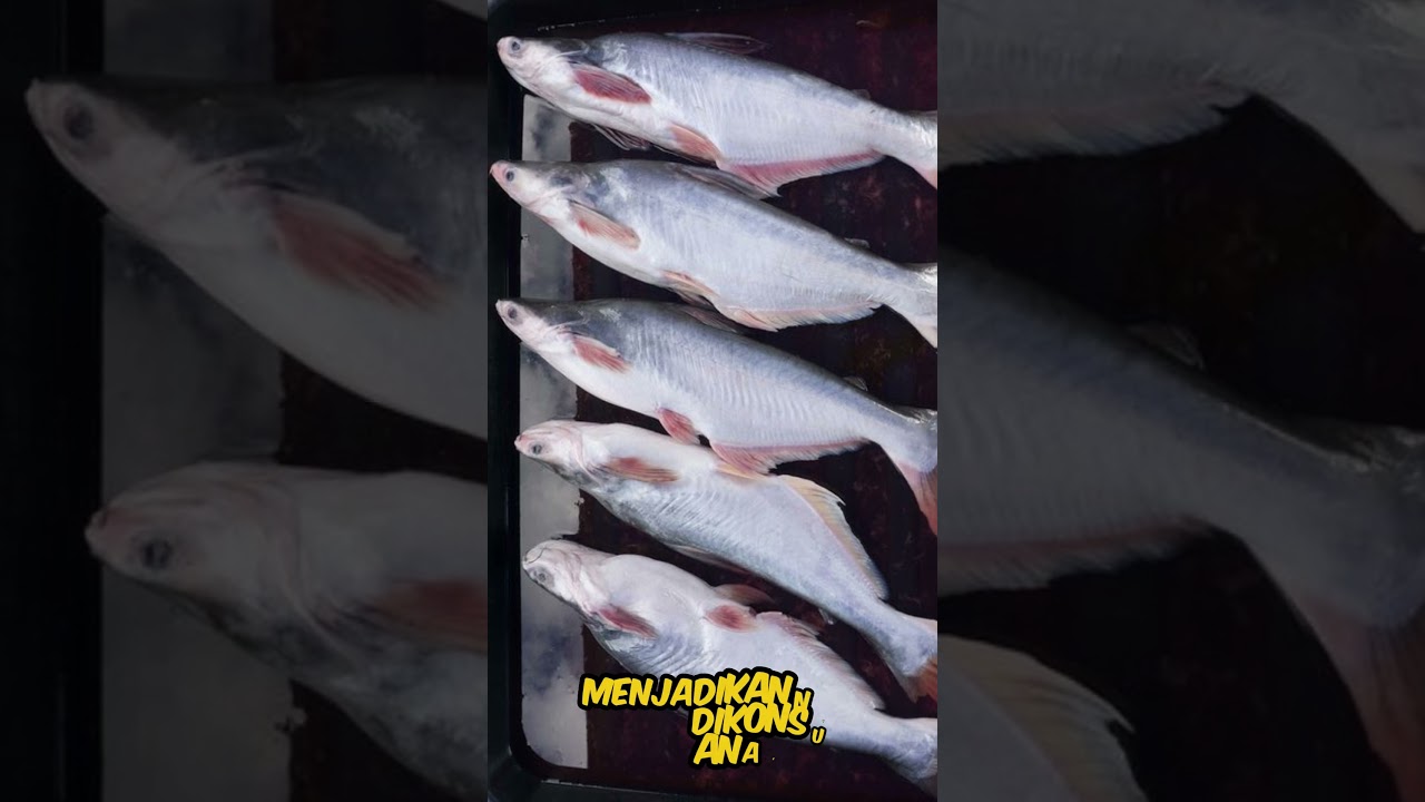 Ikan dengan Duri Sedikit, Mudah untuk Dimakan #foodshorts #facts #food #foodfacts