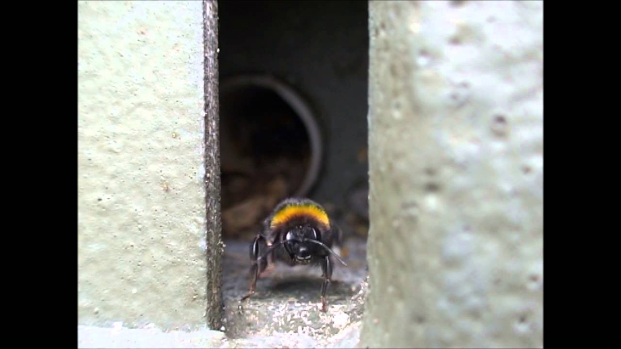 SCHWEGLER bumble bee hive nest entrance