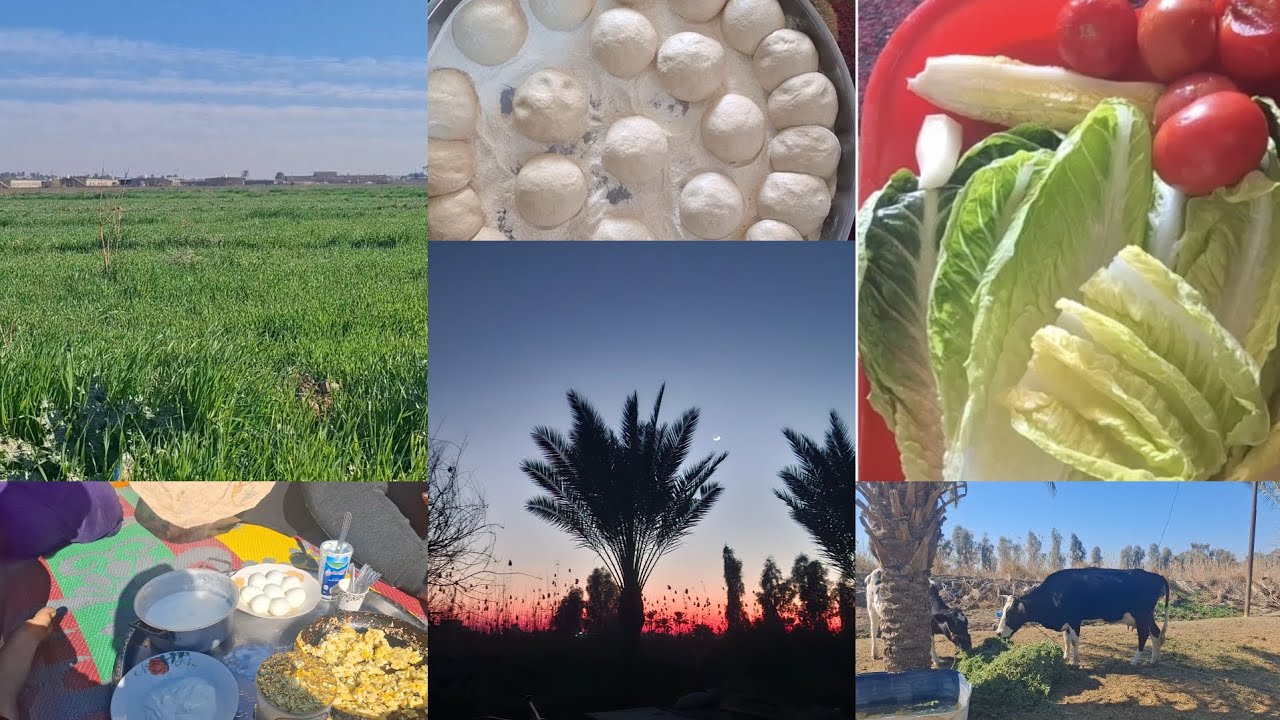 الريف العراقي،حياة القرية، روتين  فلاحة عراقية🚜 👩‍🌾