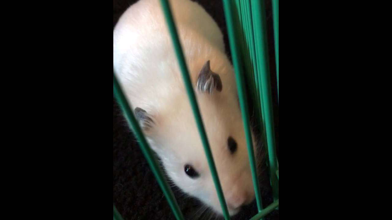 weird hamster noise