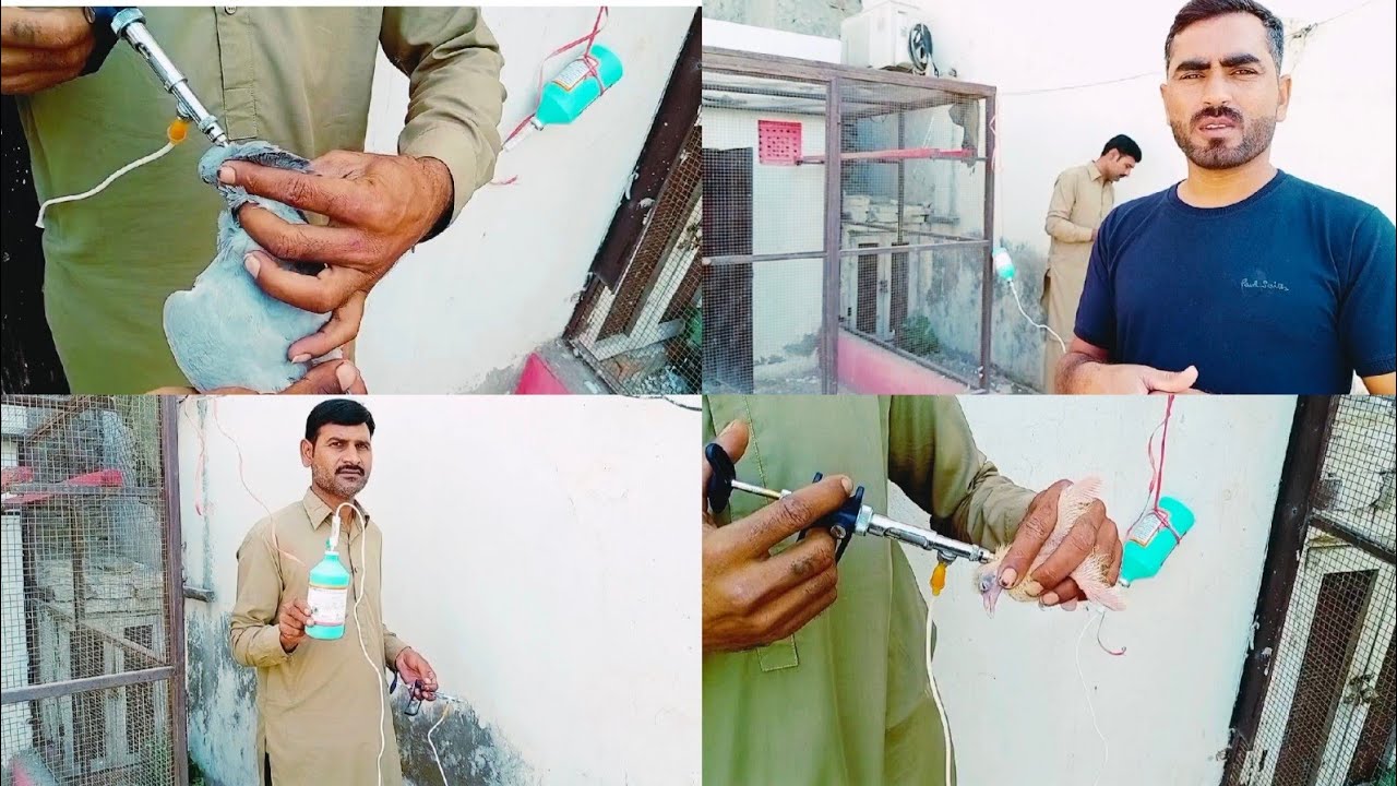 pigeons ko vaccine krwai Doc. Sajjad || vaccine krwany kay liye rabta kren || 03012627913