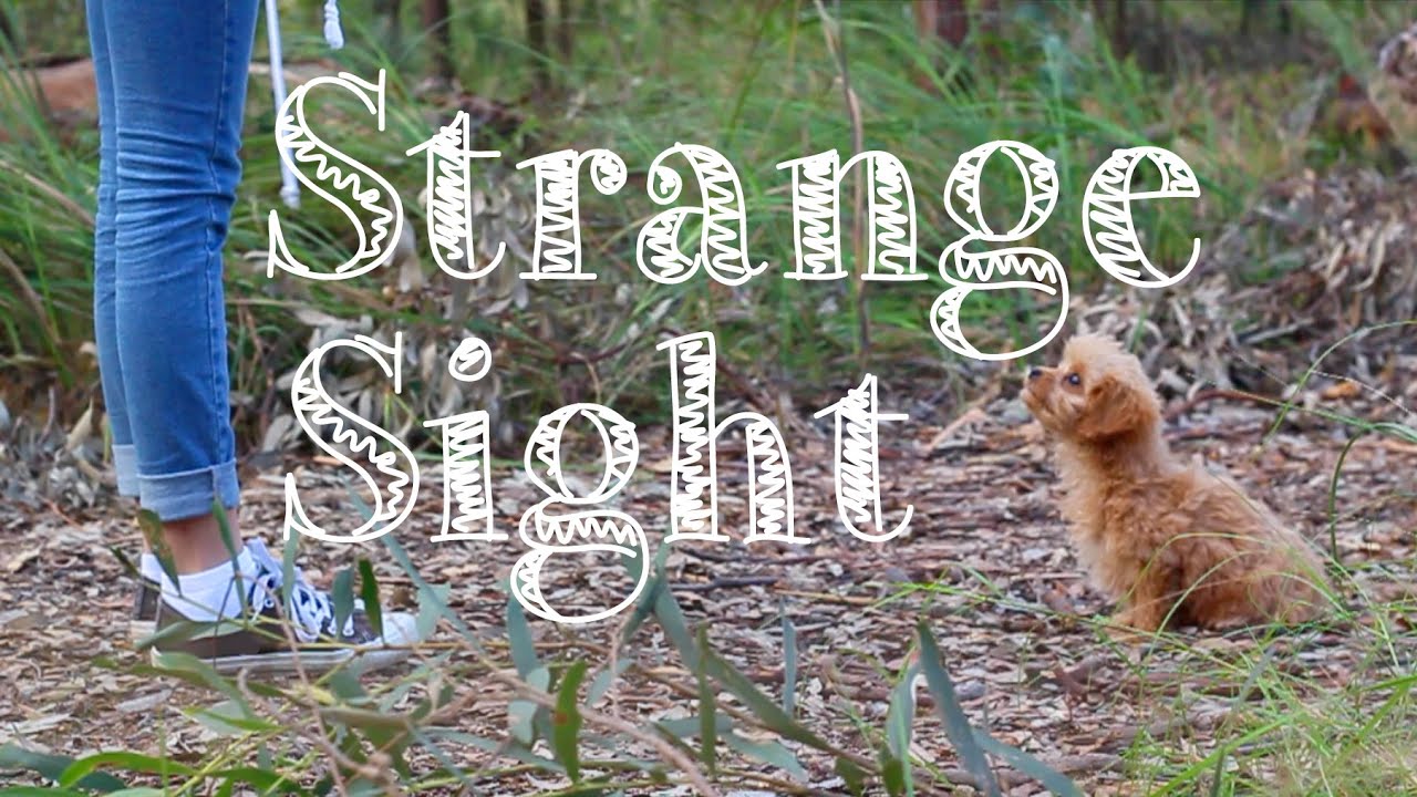 Strange Sight - (Music Video)