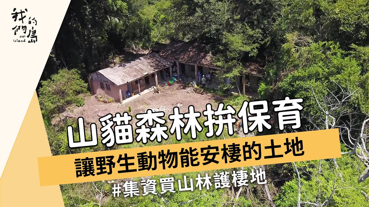 【山林保育】山貓森林拚保育｜讓野生動物能安棲的土地 (我們的島 1176集 2022-10-17)