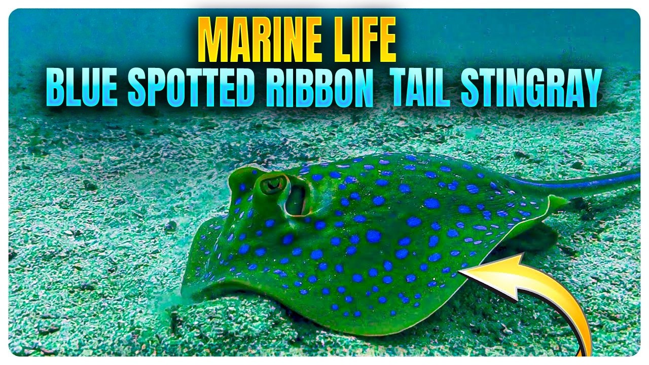 Blue Spotted Ribbontail Stingray | Marine Life of Koh Tao Thailand | Fish That Only Scuba Divers See