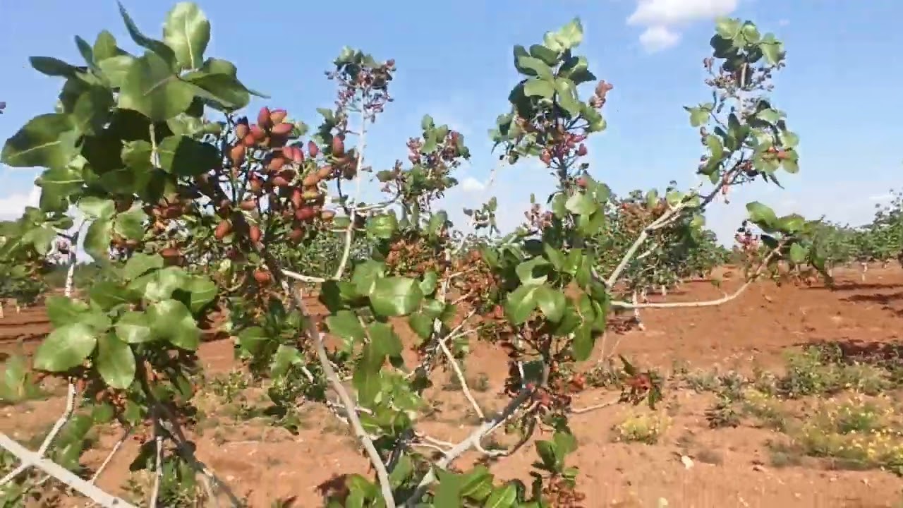 15 Yaşında Antep Fıstığı Ağacı