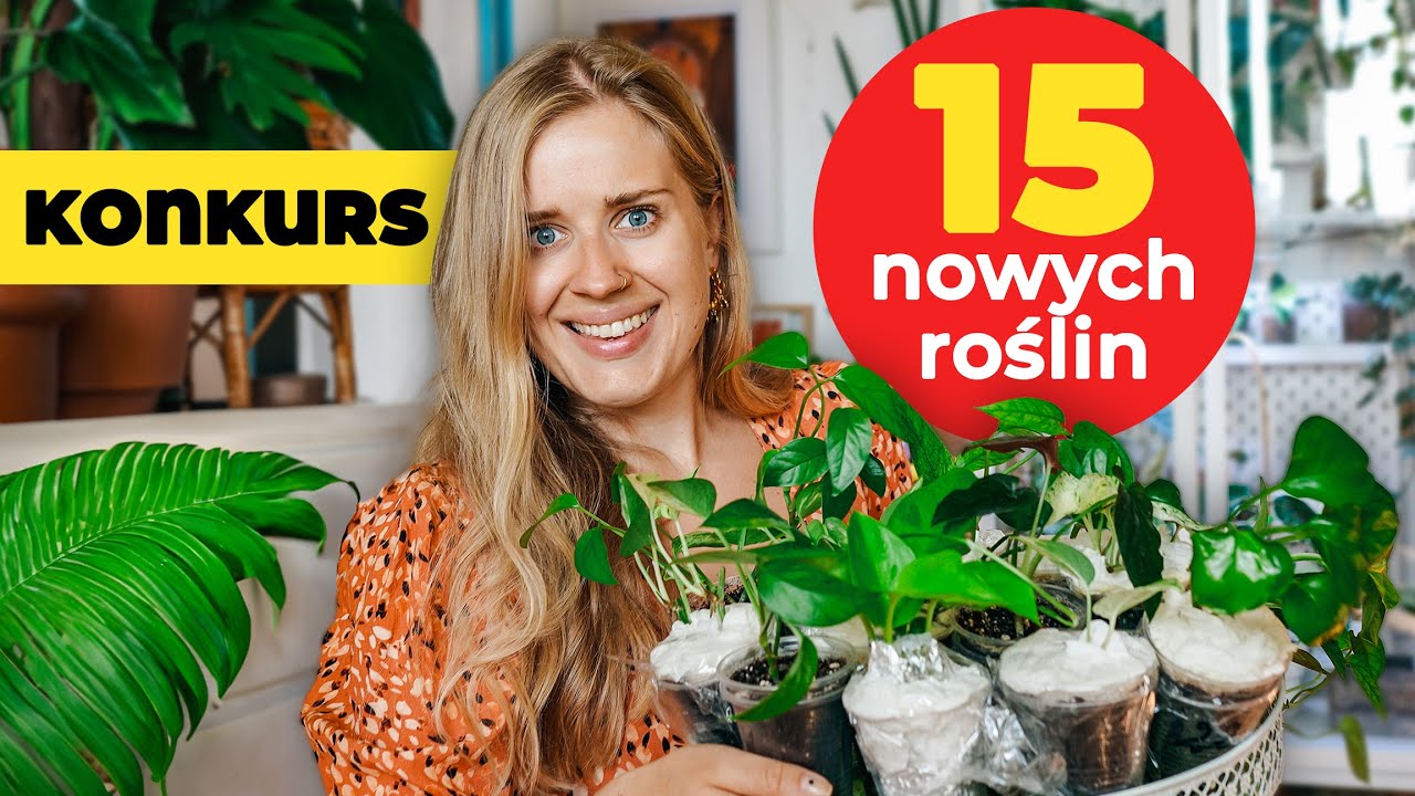 Nowe rośliny, czyli kolekcjonerskie epipremna 🥇 | KONKURS