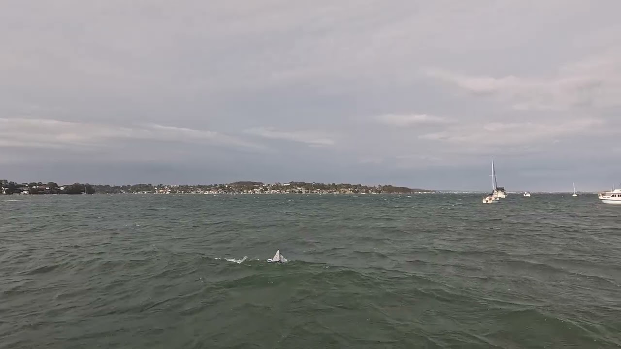 Lake Macquarie West Radio Sailing Club. Race 2 heat 2 Summer Pointscore.