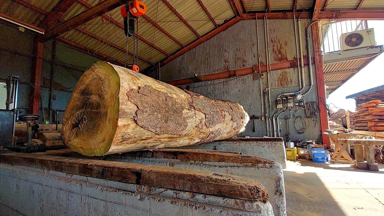 ＃56　樹齢200年の「霧島樅（モミ）」をさばく！！　真っ白で品のある美しさは正に “白の貴婦人” ！！！