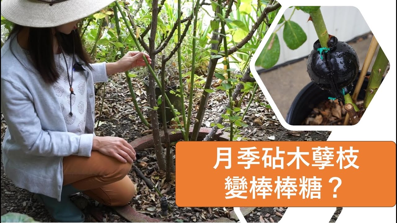 月季砧木孽枝变棒棒糖？月季玫瑰的扦插、嫁接与高压繁殖 | zone 9 | EP 22
