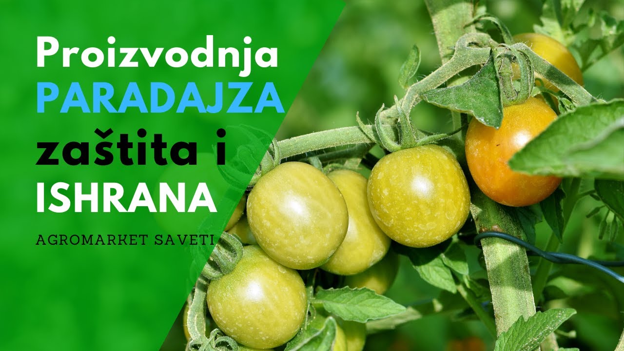 Biljkama Paradajza Potrebna je Pravilna ISHRANA i ZAŠTITA - Evo šta Stručnjaci Kažu!