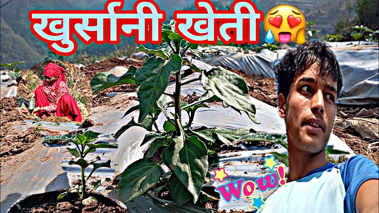 Aba Bata Akabare khursani KO kheti Suru•|| bed bata polybag,Aba Bari ma Ropdai||gaun Tir Huda kaam.😍