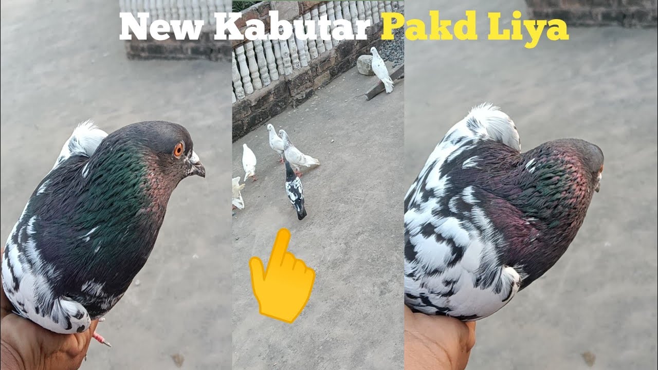 new kabutar pakad liya