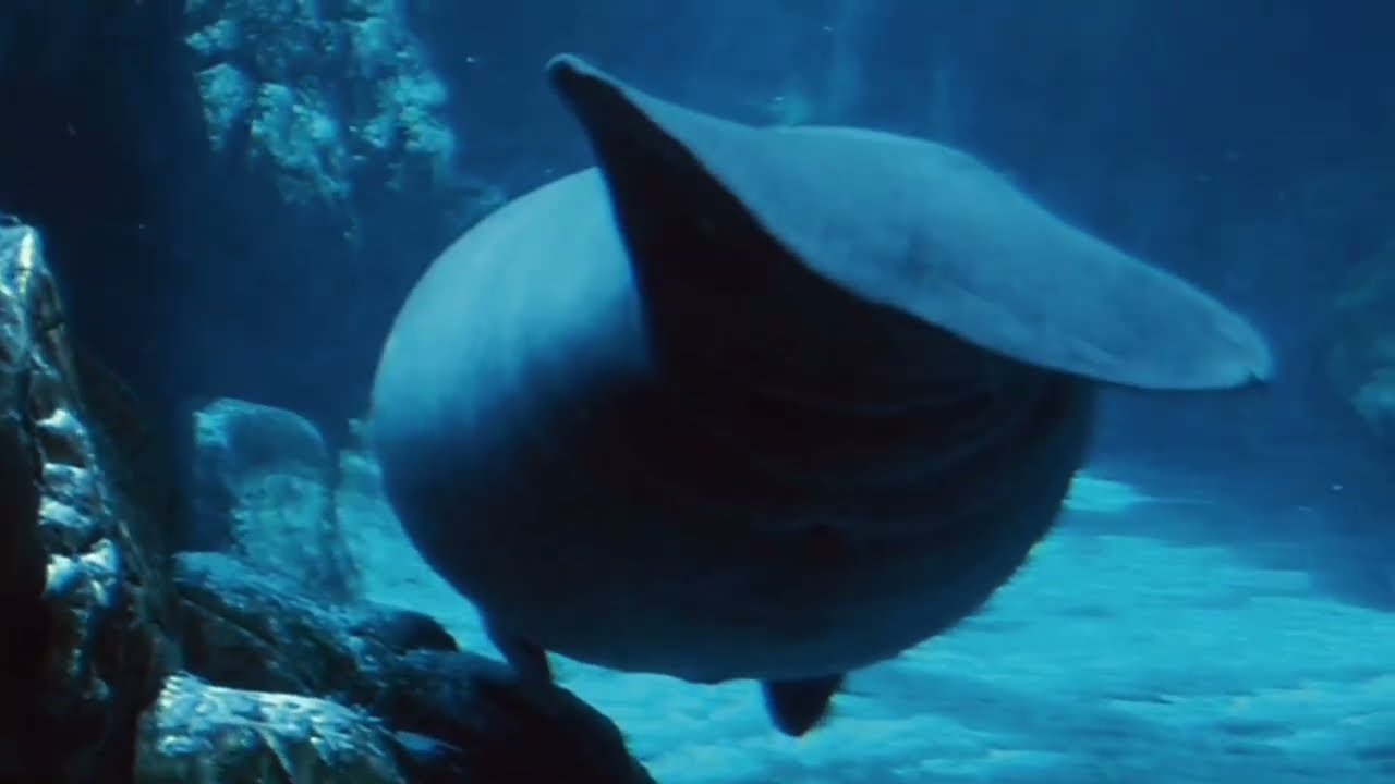 🐋 Instant Calm With Manatees: Natural Gentle Underwater ASMR That Will Melt Stress 🫧