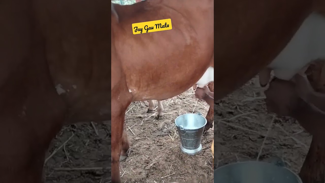 Gau Mata ki Jai Ho |  didi maa video