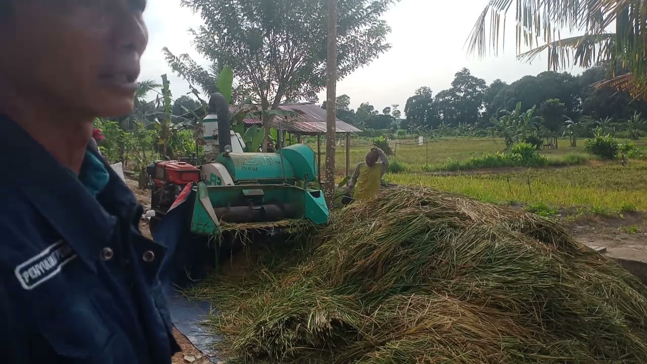 Pasca panen padi @ klp tani suka maju desa jangkang