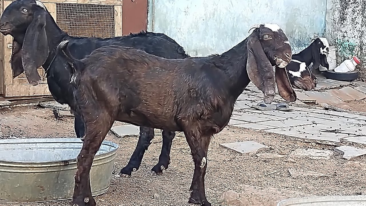 😍Hyderabadi ki female golden chance mein Rahane wala hai Akbar goat farm per dhamaka offer 😱 hai 