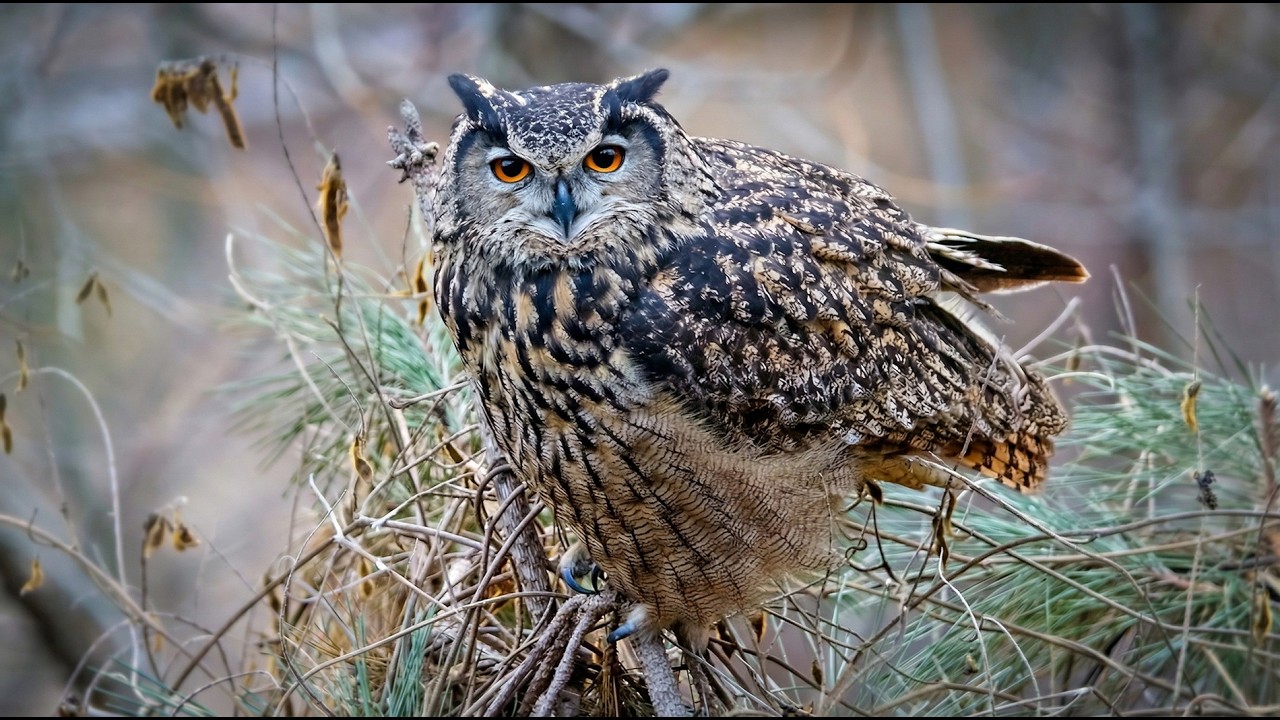 Seeing an owl brings good luck. 부엉이를 보면 복이 옵니다. 4K   #owl #부엉이