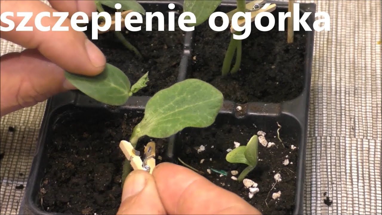 Szczepienie ogórków na trzy sposoby 🌻
