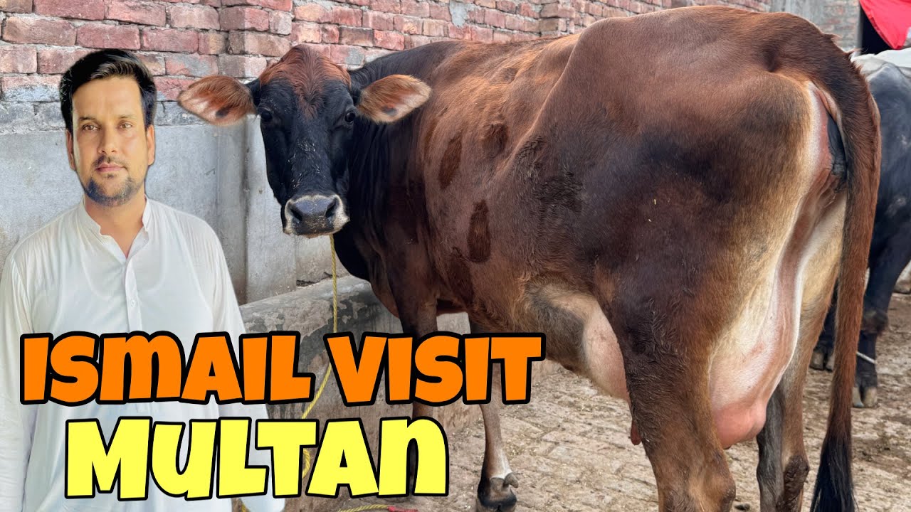 Ismail jutt Visit Multan