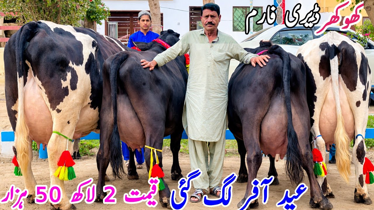🔥 Khokhar Farm Eid Offer | Heavy Imported Cows For Sale | Price Only 2 Lakh 50 Thousand | Cheap Sale