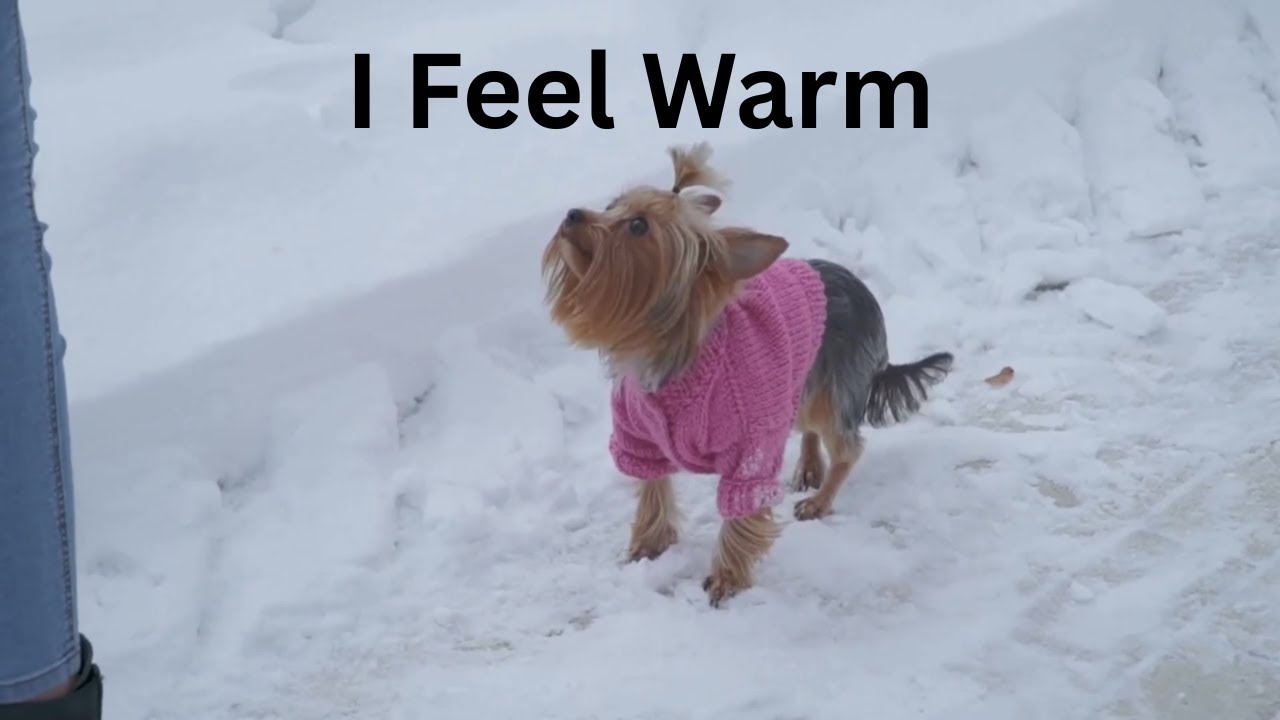 Turn Old Sweaters into Chic Dog Winter Fits Boots, Too!