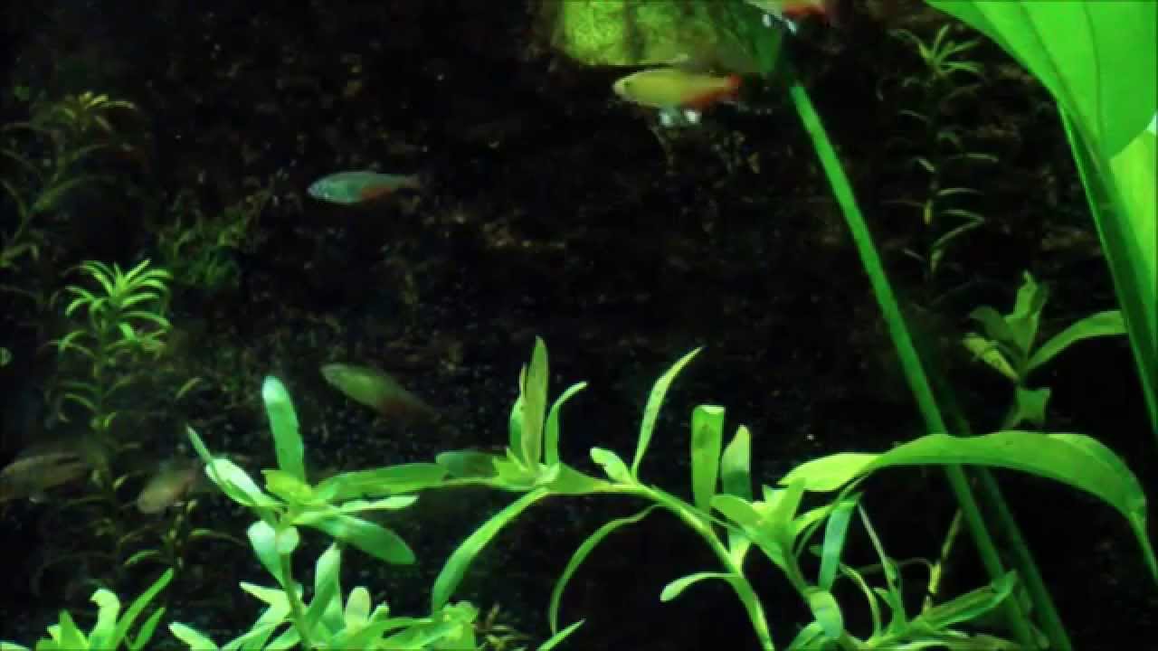 Aphyocharax rathbuni