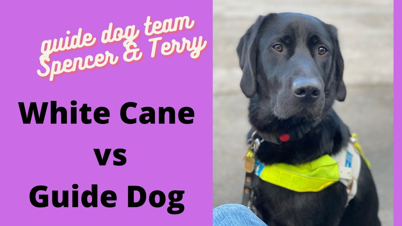White Cane vs Guidedog - Blind walking