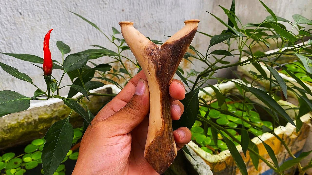 Ná Cao Su Cây Ổi Chạc 7 Lòng Bầu Cong Đẹp- Cách Làm Một Cây Ná Cao Su Cây Ổi Đẹp- Slingshot guava