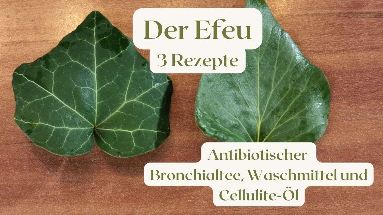 Der Efeu -  3 Rezepte