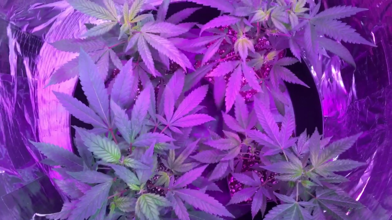 55 GALLON DRUM MICRO GROW /150w LED WEEK 1/3