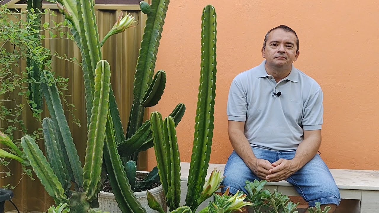 Mandacaru 2 anos após o plantio + floração e dicas de cultivo.