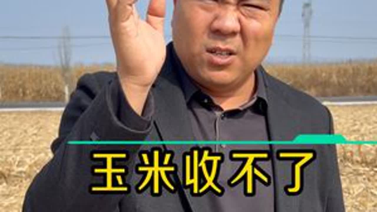玉米收不了 小麦怎么种 才能更高产？ #玉米种植 #秋收 #三农