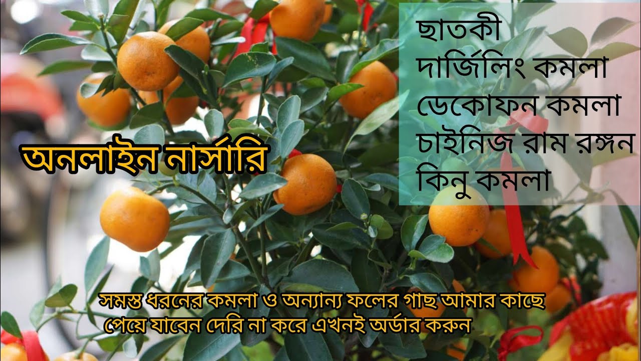 সমস্ত রকমের কমলার গাছ এছাড়াও যেকোনো ফলের গাছ নিয়েনিন #FruitTrees#Orchard#HomegrownFruit