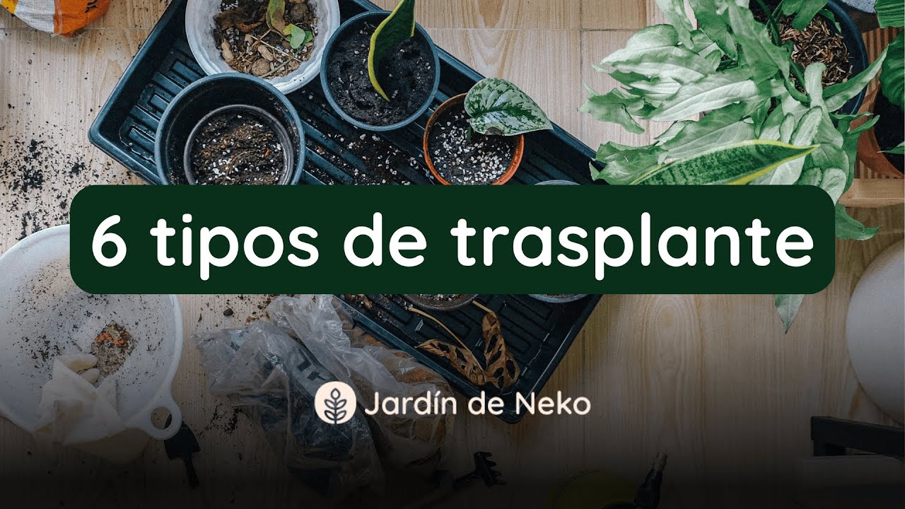 6 tipos de trasplante: Mejora el crecimiento, el desarrollo y la salud de tus plantas