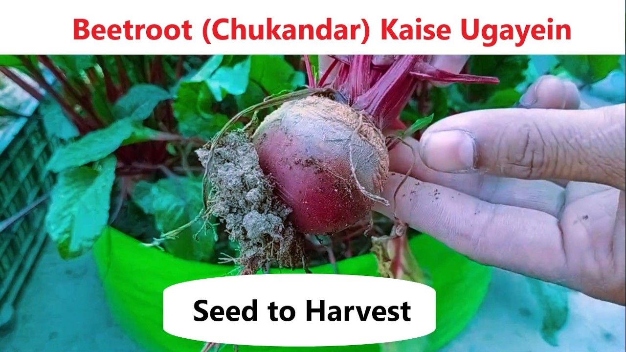 Beetroot (Chukandar) Kaise Ugayein | Seed to Harvest (90 Days) | Aasan Gardening